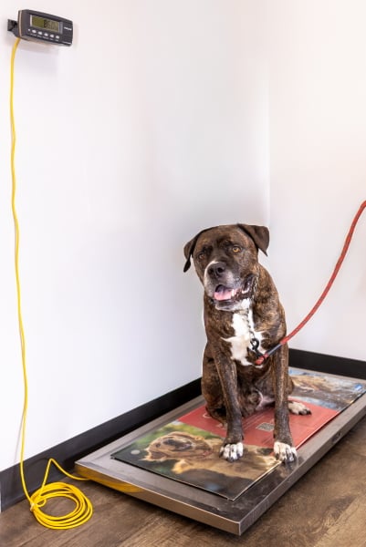 Brindle dog sitting on a digital scale for a weight check at Dr. Dan’s Animal Hospital in Vero Beach.